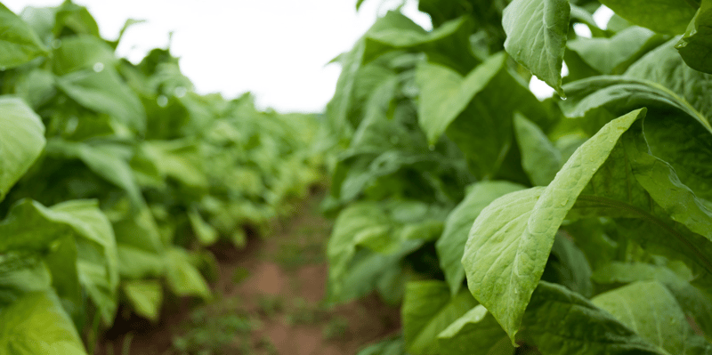 Tobacco Merchant Financing in Zimbabwe