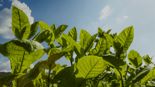 Tobacco Merchant Financing in Zimbabwe